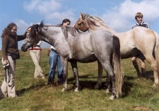 Barátkozás a lovakkal egy kalotaszegi legelőn