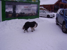 Kutyával őrzött melegedő